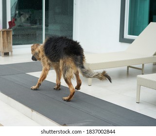 German Shepherd Dog Shaking Off Water