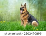 German Shepherd dog sitting on the grass in the park. Copy space