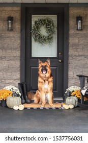 Dog Sitting On Door Mat Images Stock Photos Vectors