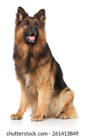 German Shepherd Dog Sitting On White Background