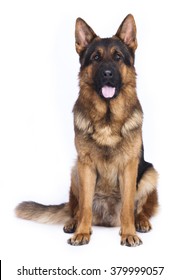 German Shepherd Dog Sitting On A White Background