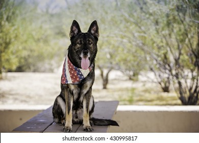 German shepherd dog sitting on a table at the park while wearing patriotic bandana