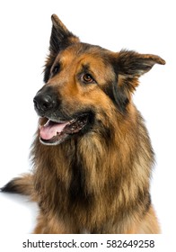 German Shepherd Dog Sitting On White Background