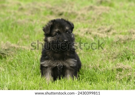 German shepherd dog sitting on meadow