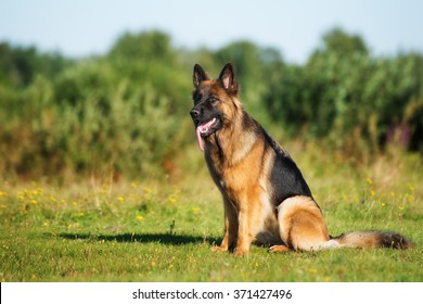 German Shepherd Dog Sitting Outdoors