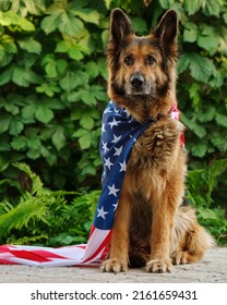 German Shepherd dog is sitting wrapped in an American flag, looking at the camera.
