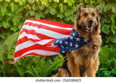 German Shepherd dog is sitting wrapped in an American flag, looking at the camera. Flag is waving on the wind.