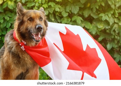 German Shepherd dog is sitting wrapped in a Canadian flag. Flag is waving on the wind.
