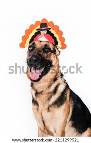 German Shepherd Dog Smiling in Studio Isolated on White Background Wearing a Thanksgiving Turkey Pilgrim Hat Looking at Camera Festive