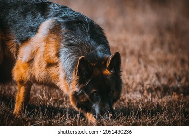 german shepherd dog sniffing in the grass - Powered by Shutterstock