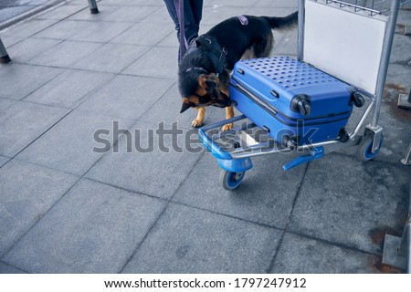 German Shepherd dog sniffing travel suitcase while searching for drugs