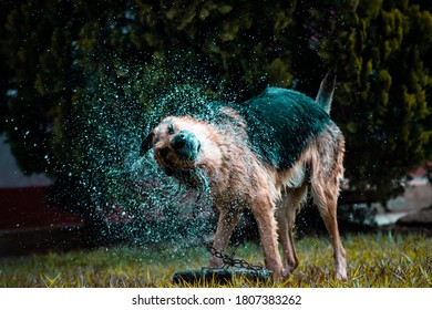 German Shepherd Dog Splashing Water When Being Washed