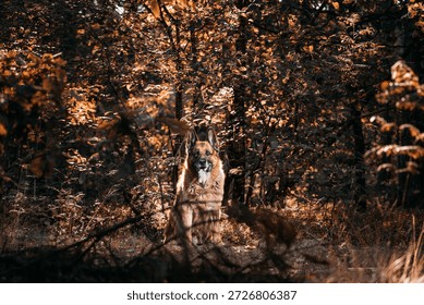 German Shepherd dog standing among autumn golden foliage in forest. Portrait captures breed's noble stance and alert expression in natural woodland setting during fall season with warm lighting.