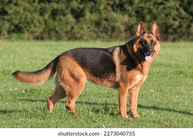 German shepherd dog standing on meadow