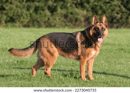 German shepherd dog standing on meadow