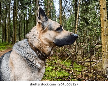 A german shepherd dog stands alert on a forest path, gazing thoughtfully into the trees, surrounded by greenery and soft light. - Powered by Shutterstock - Get 15% off with code: PIKWIZARD15