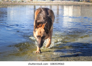 German Shepherd dog swimming at the beach, Cape Town, South Africa  - Shutterstock ID 1083539063