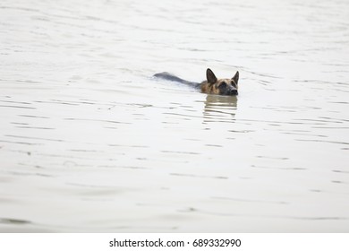 German Shepherd Dog Swimming , Flood