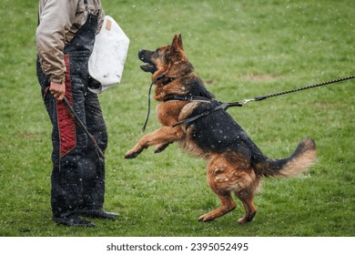 German shepherd dog training bite and defense work with police dog handler. Animal obedience training - Powered by Shutterstock