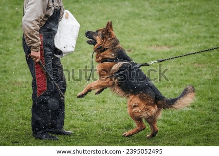 German shepherd dog training bite and defense work with police dog handler. Animal obedience training