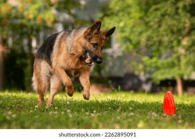 German shepherd dog trying to catch a frisbee disc