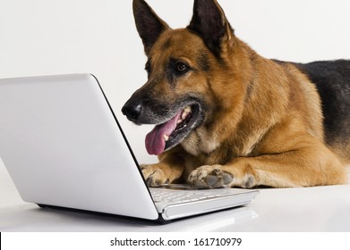 German Shepherd dog using a laptop