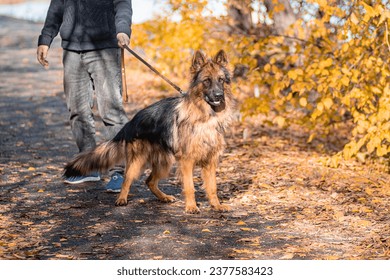 A German Shepherd dog walks in an autumn park on a leash next to its owner. - Powered by Shutterstock