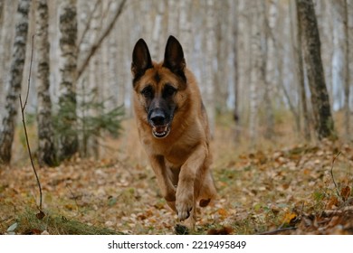 German Shepherd Dog Walks Through Fall Forest Among Fallen Yellow Leaves. No People. Concept Of Active Pets Outside. Thoroughbred Dog Runs In Birch Grove In Autumn.