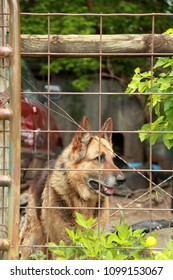 German Shepherd Dog Watching Over A Junk Yard