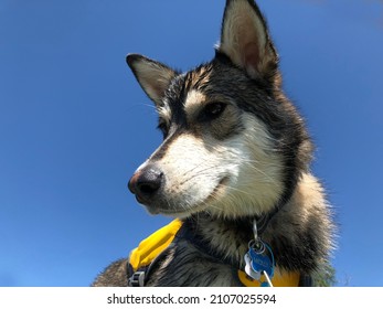 German Shepherd Dog In Yellow Lifejacket