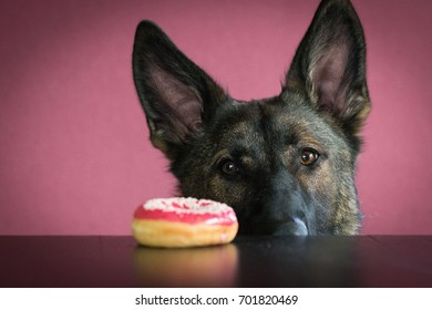 German shepherd with a donut