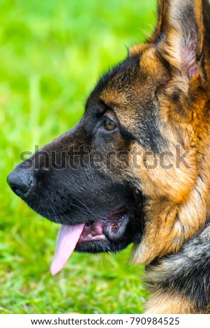 German Shepherd in front of green background
