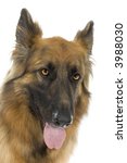 german shepherd  in front of white background