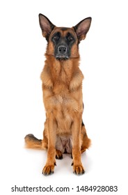 German Shepherd In Front Of White Background