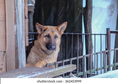 German Shepherd Funny Portrait