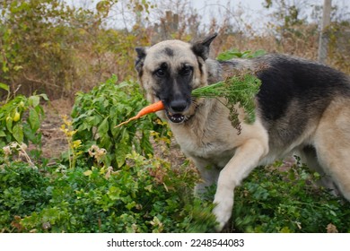 German shepherd in garden holds fresh orange carrots in its mouth - Shutterstock ID 2248544083