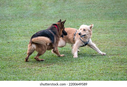 German Shepherd and Golden Retriever playing or fighting in the field. Dog socialize and purebred concept. - Powered by Shutterstock