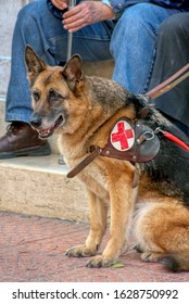 German Shepherd, Guide Dog For Blind Men. Puglia, Italy - 09/04/2009