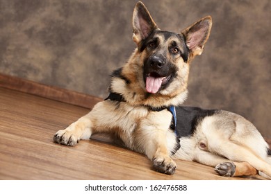 German Shepherd.  Guide Dog In Training.