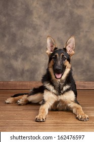 German Shepherd.  Guide Dog In Training.