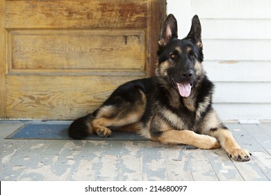 German Shepherd Guide Dog In Training On The Lying On The Front Porch Of A Home.