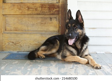 German Shepherd Guide Dog In Training On The Lying On The Front Porch Of A Home.