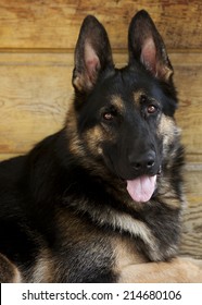 German Shepherd Guide Dog In Training On The Lying On The Front Porch Of A Home.