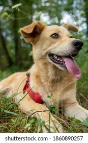 German Shepherd Husky Mix Dog Smiling With Tongue Out 