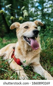 German Shepherd Husky Mix Dog Smiling With Tongue Out 