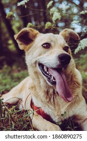 German Shepherd Husky Mix Dog Smiling With Tongue Out 