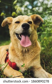 German Shepherd Husky Mix Dog Smiling With Tongue Out 