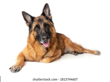 German Shepherd Isolated On White Background