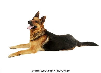 German Shepherd Isolated On A White Background