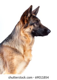 German Shepherd Isolated On White Background, Studio Shot.